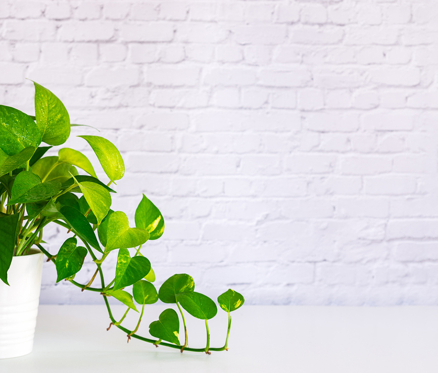 Potted pothos plant with lush green leaves against a white brick wall, symbolizing a welcoming and calming environment for neurodivergent therapy and assessment services.